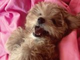 4 Aylık Maltipoo Yavru Tuvalet Eğitimli Ve Aşılı