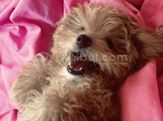 4 Aylık Maltipoo Yavru Tuvalet Eğitimli Ve Aşılı görsel