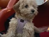 4 Aylık Maltipoo Yavru Tuvalet Eğitimli Ve Aşılı