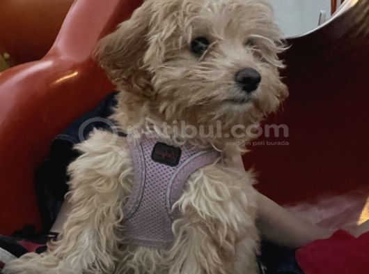 4 Aylık Maltipoo Yavru Tuvalet Eğitimli Ve Aşılı görsel