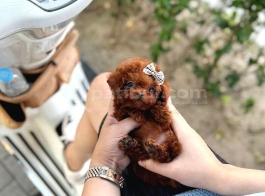 Orjinal Teacüp Poodle Yavrumuz