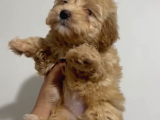 4 Aylık Maltipoo Yavru Tuvalet Eğitimli Ve Aşılı