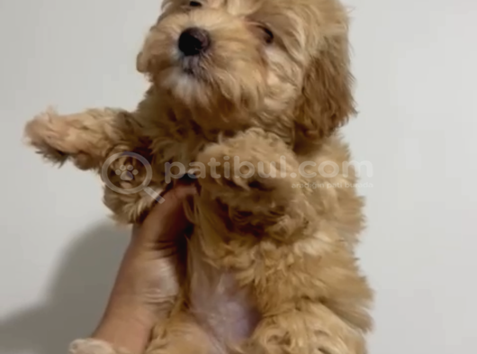 4 Aylık Maltipoo Yavru Tuvalet Eğitimli Ve Aşılı