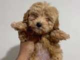 4 Aylık Maltipoo Yavru Tuvalet Eğitimli Ve Aşılı