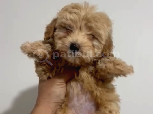 4 Aylık Maltipoo Yavru Tuvalet Eğitimli Ve Aşılı görsel