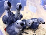 Yerli̇ Üreti̇m Bebek Faturali Belgeli̇ Jako Papağanlari