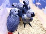 Yerli̇ Üreti̇m Bebek Faturali Belgeli̇ Jako Papağanlari