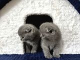 Scottish Fold Yavrumuz