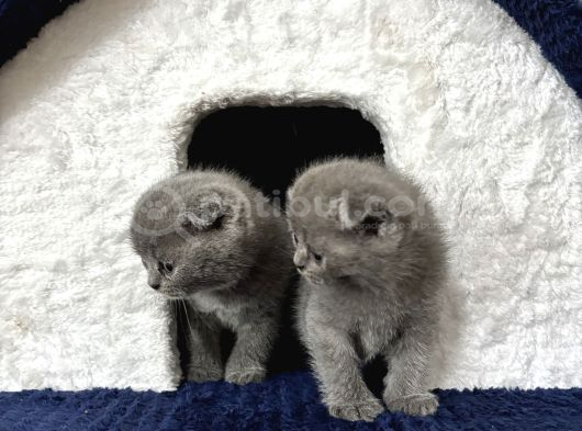 Scottish Fold Yavrumuz görsel