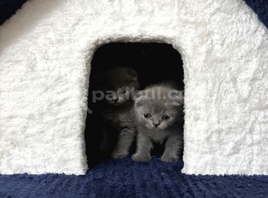 Scottish Fold Yavrumuz