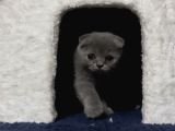 Scottish Fold Yavrumuz
