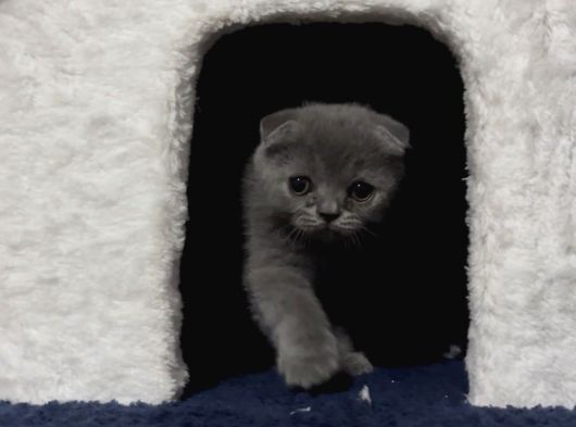 Scottish Fold Yavrumuz görsel