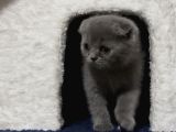 Scottish Fold Yavrumuz