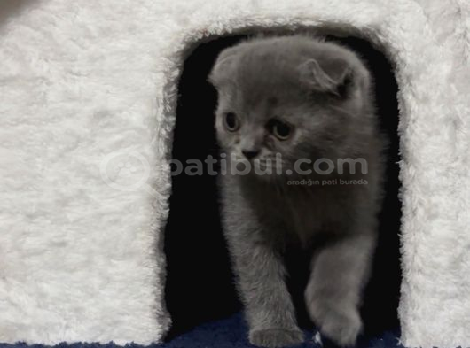 Scottish Fold Yavrumuz görsel