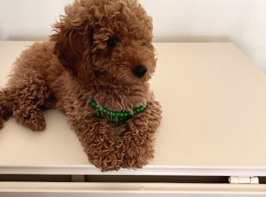 Uygun Fiyatlı Toy Poodle görsel