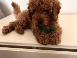 Uygun Fiyatlı Toy Poodle