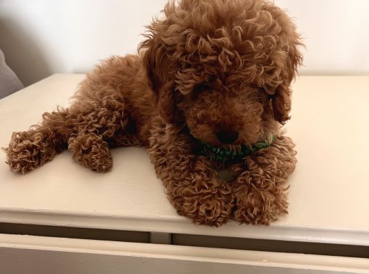 Uygun Fiyatlı Toy Poodle