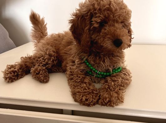 Uygun Fiyatlı Toy Poodle görsel