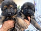 Safkan K9 Alman Kurdu Yavrular