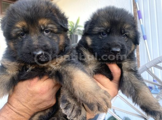 Safkan K9 Alman Kurdu Yavrular