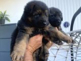 Safkan K9 Alman Kurdu Yavrular