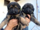 Safkan K9 Alman Kurdu Yavrular