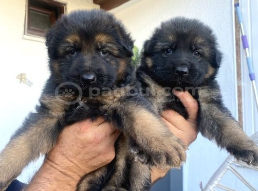 Safkan K9 Alman Kurdu Yavrular görsel