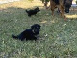 Safkan K9 Alman Kurdu Yavrular