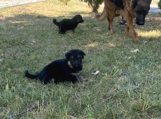 Safkan K9 Alman Kurdu Yavrular görsel