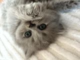 Ori̇ji̇nal Bri̇ti̇sh Shorthai̇r Ve Longhai̇r
