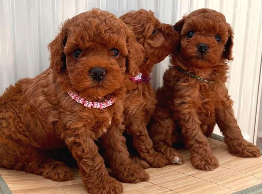 Kore Ve Toy Poodle Yavrularimiz Hazir görsel