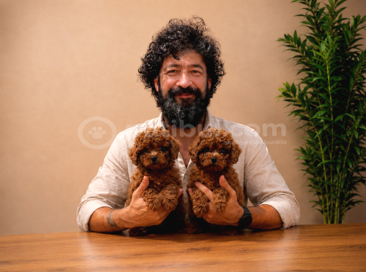 A Şecereli Toy Poodle Yavrularımız Sağlık Ve Irk Garantili