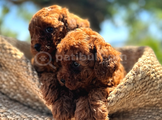 A Şecereli Toy Poodle Yavrularımız Sağlık Ve Irk Garantili görsel