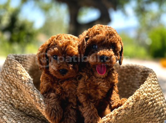 A Şecereli Toy Poodle Yavrularımız Sağlık Ve Irk Garantili görsel