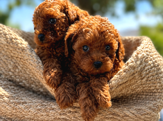 A Şecereli Toy Poodle Yavrularımız Sağlık Ve Irk Garantili görsel