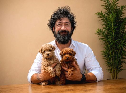 şcrli safkan anne babadan dizayn ırk maltipoo yavrularımız