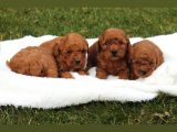 Safkan Toy Poodle Yavrulari