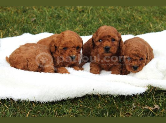 Safkan Toy Poodle Yavrulari görsel