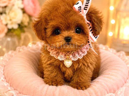 Kore Teacup Poodle Bebeklerimiz görsel