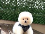 Ayıcık Surat Pomeranian Yavrular