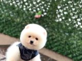 Ayıcık Surat Pomeranian Yavrular