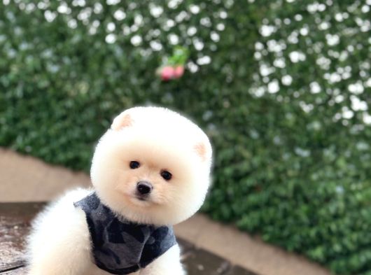 Ayıcık Surat Pomeranian Yavrular görsel