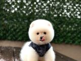 Ayıcık Surat Pomeranian Yavrular