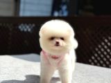 Sağlık Garantili Pomeranian Boo