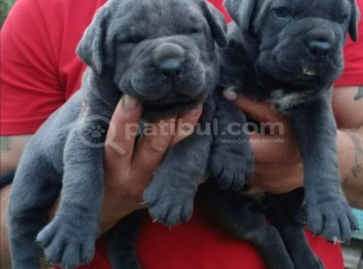 Orijinal Irk Cane Corso  Veteriner Onaylı ve Sağlıklı