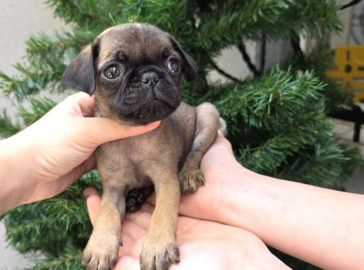Siyah Ve Krem Safkan Pug Yavrularımız Sizlerle görsel