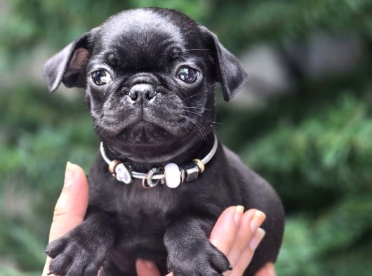 Siyah Ve Krem Safkan Pug Yavrularımız Sizlerle görsel