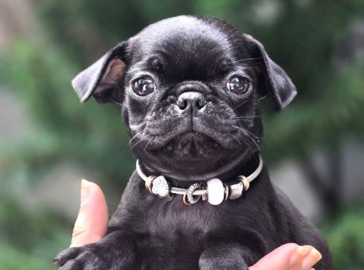 Siyah Ve Krem Safkan Pug Yavrularımız Sizlerle