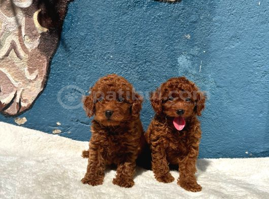Ruhsatli Poodle Evi̇nden Erkek Di̇şi̇ Poodle Bebekleri̇m görsel