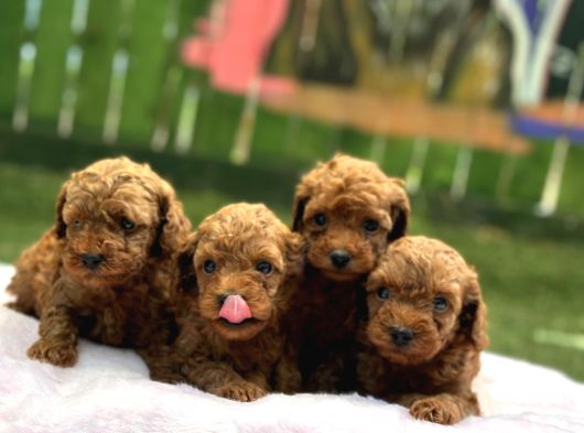 Ruhsatli Poodle Evi̇nden Erkek Di̇şi̇ Poodle Bebekleri̇m görsel